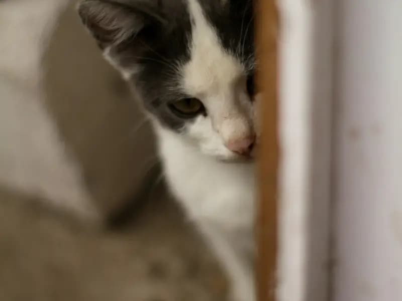 Gato blanco con gris asomándose detrás de una puerta