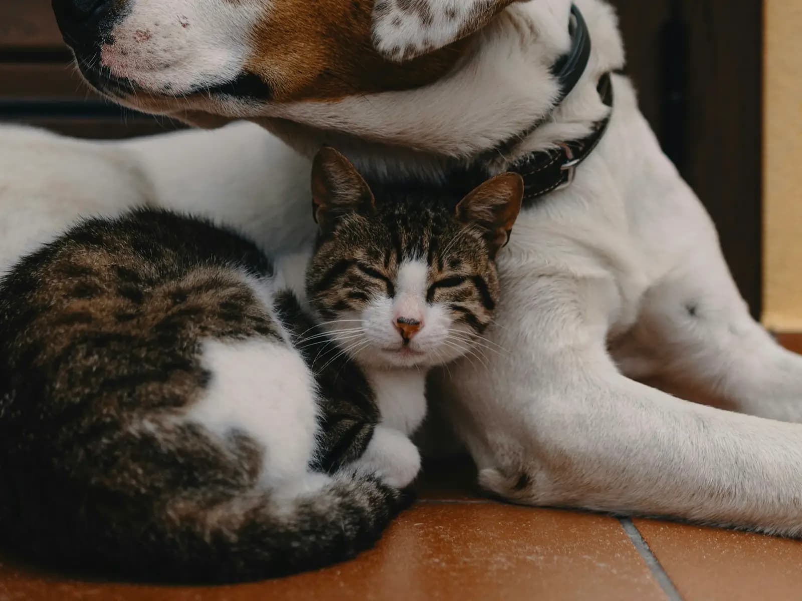 Un perro y un gato descansando juntos en el piso