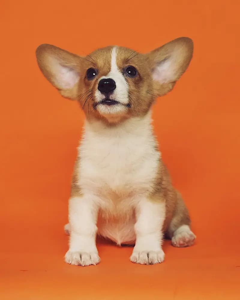 Cachorro corgi sentado sobre un fondo naranja
