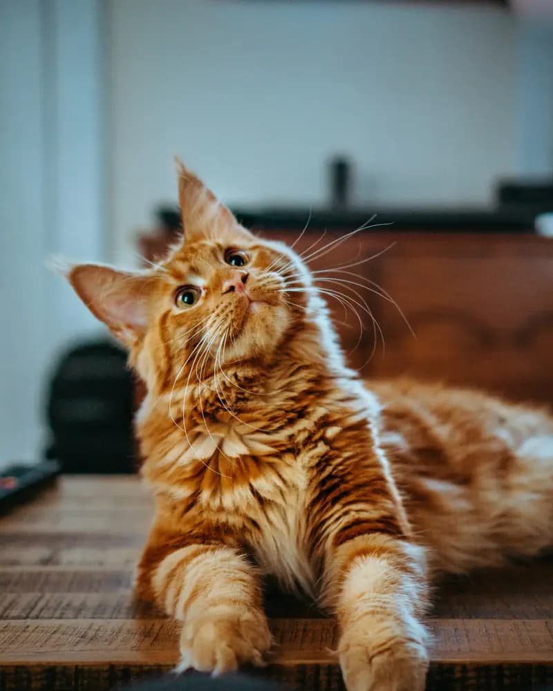 Gato atigrado naranja recostado sobre una mesa de madera