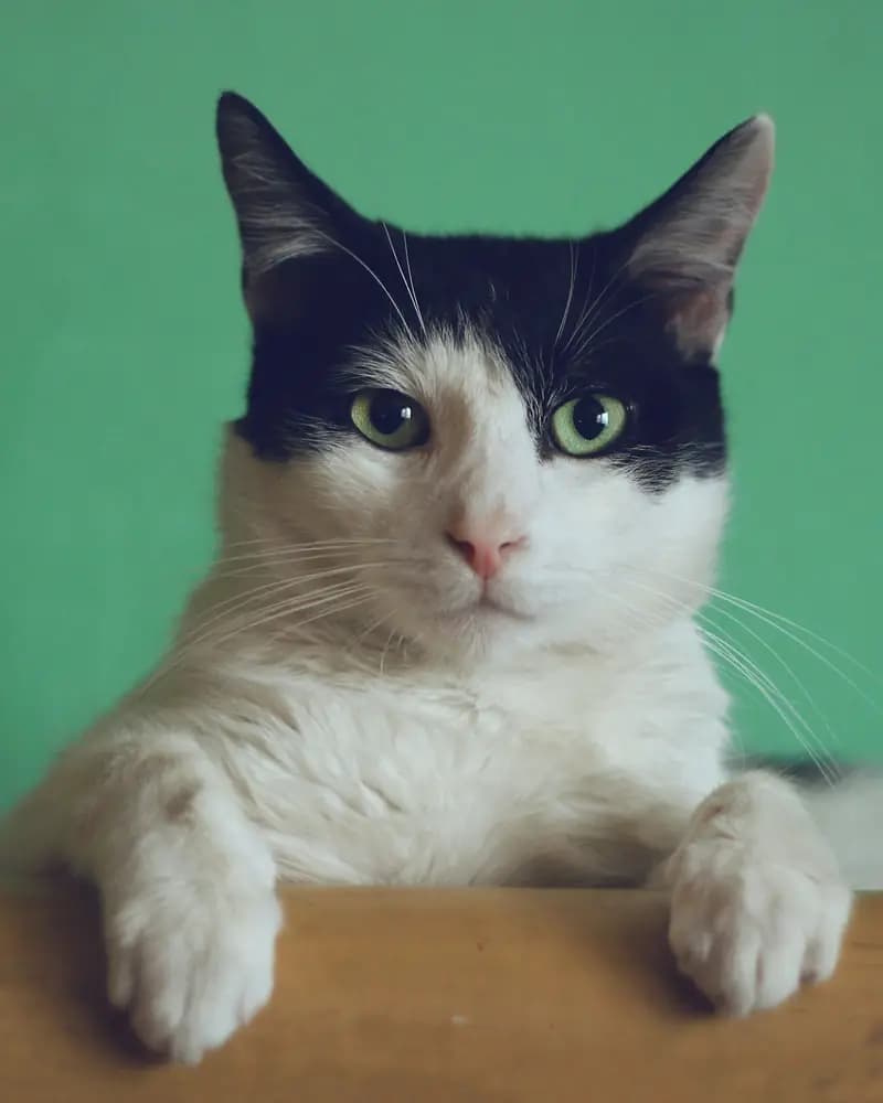Gato blanco con negro asomado sobre un mueble, mirando a la cámara