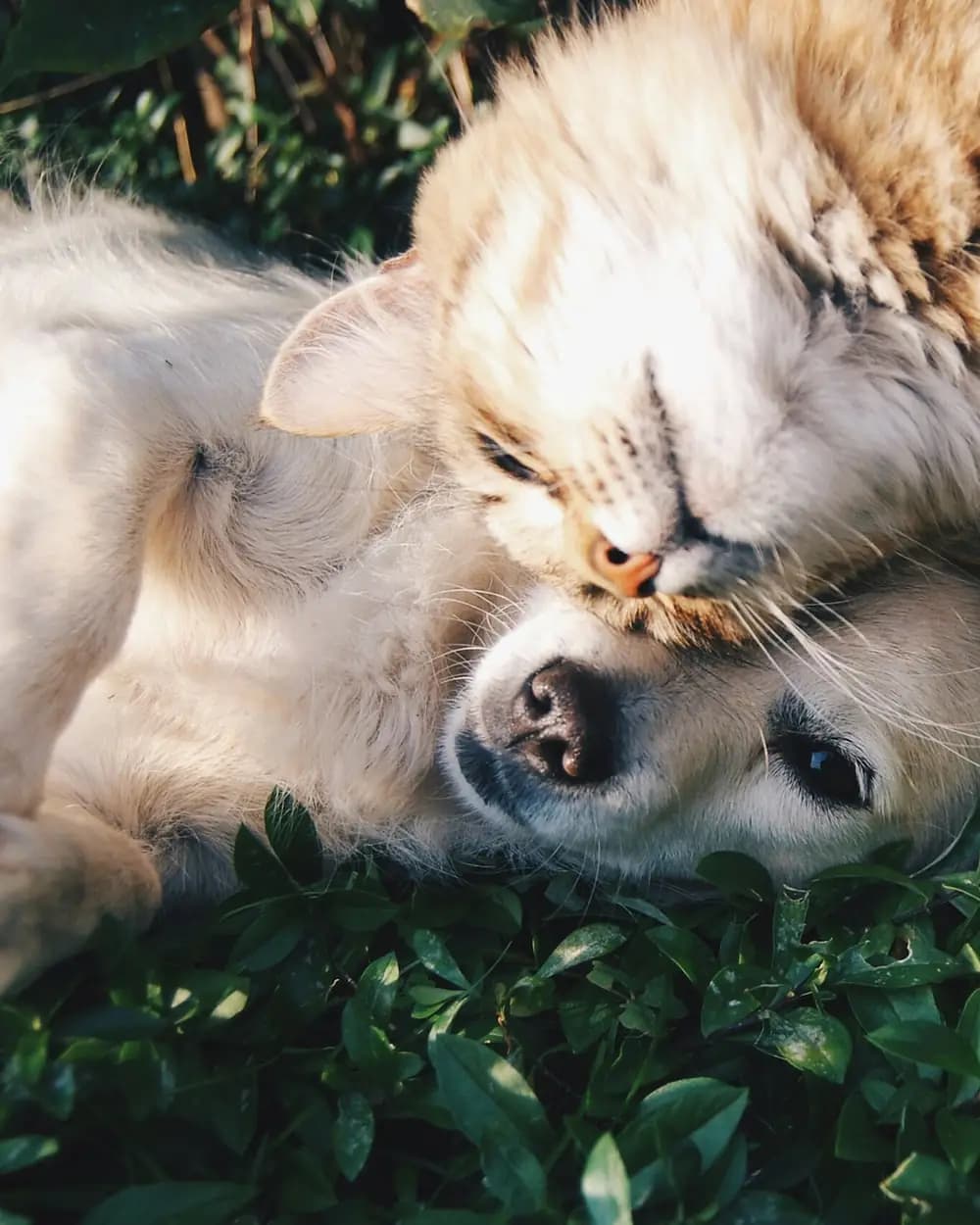 Un perro y un gato abrazados sobre el pasto