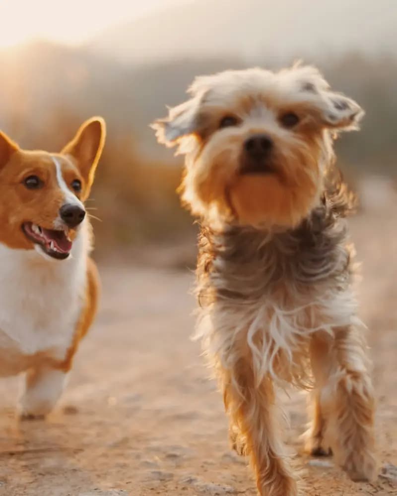 Dos perros pequeños corriendo felices por un camino de tierra