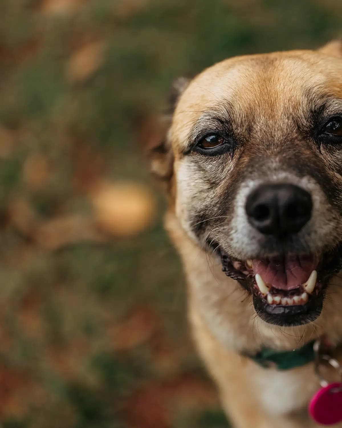 Perro sonriente con collar y placa de identificación