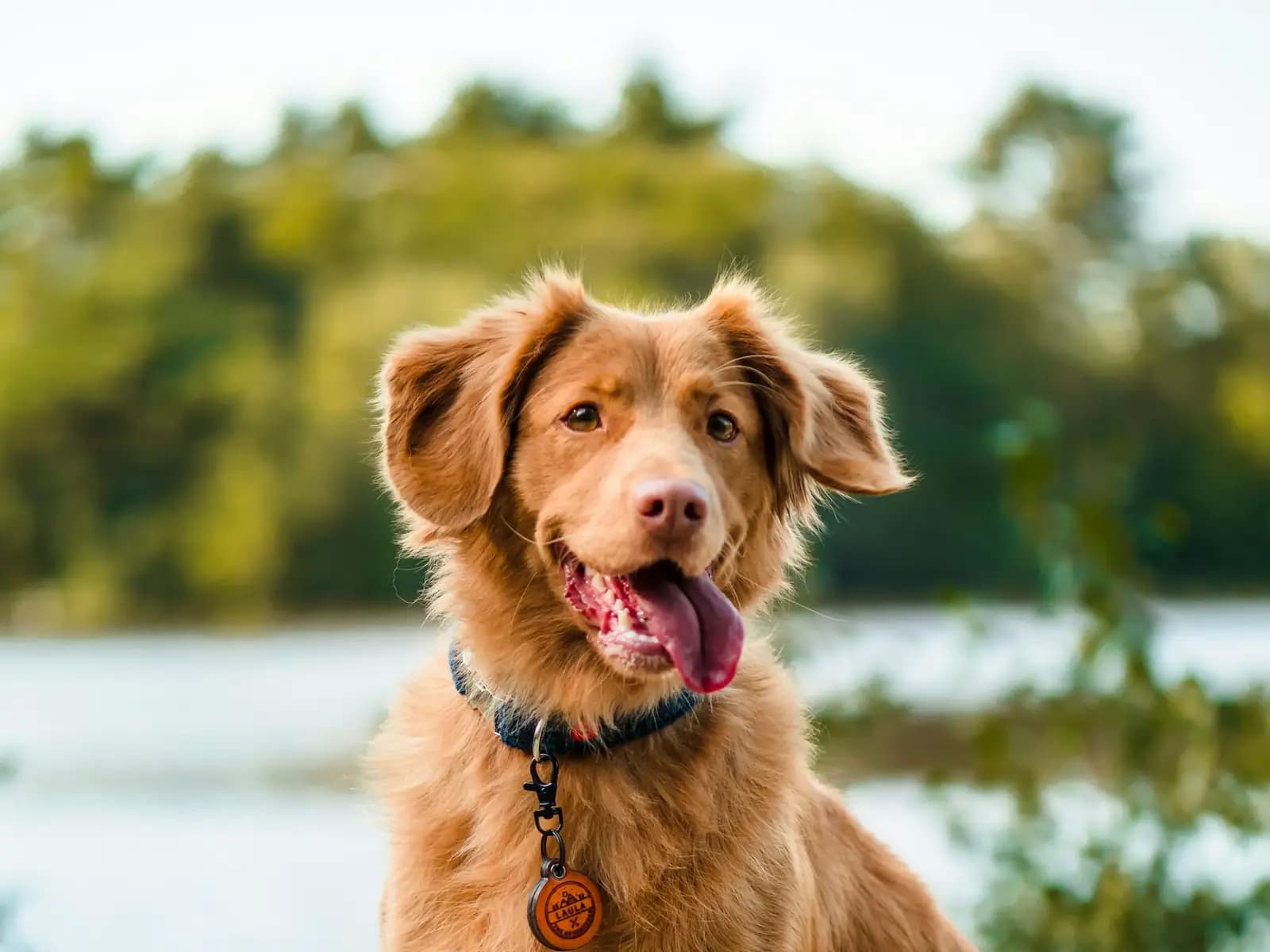Perro café con collar y placa sentado a la orilla de un lago