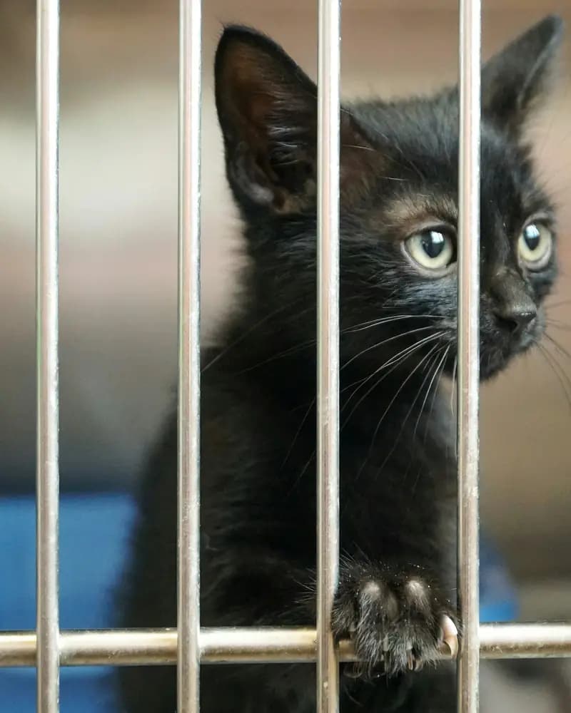 Gatito negro mirando a través de los barrotes de su jaula