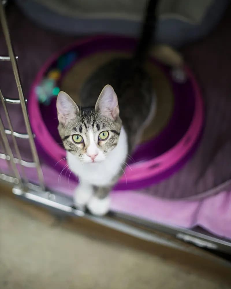 Gatito atigrado en su espacio del refugio con juguetes
