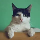 Casa Gato MX