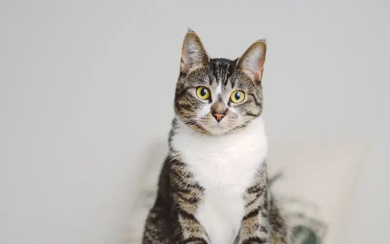 Gato atigrado tranquilo sentado sobre una cama en casa