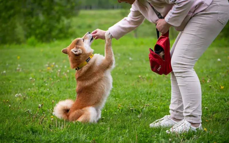 Entrenadora enseñando a un perro a dar la pata en el pasto