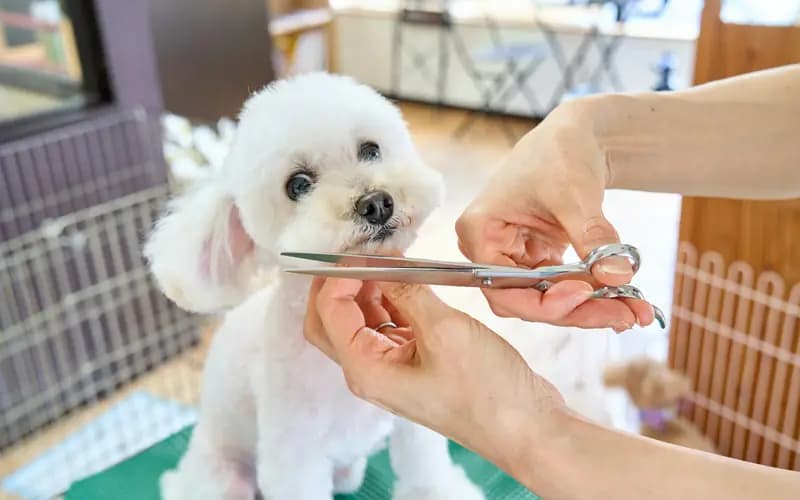 Estilista cortando el pelo de un perro poodle blanco