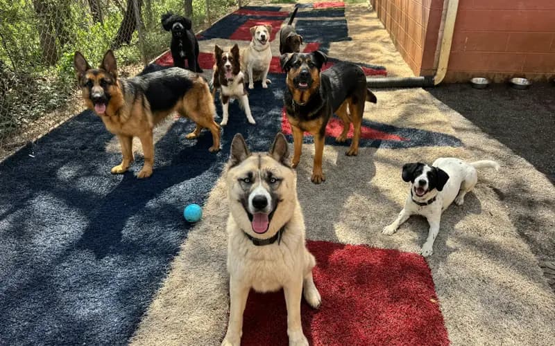 Grupo de perros jugando en el patio de una guardería