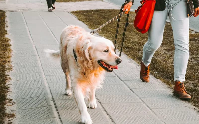 Paseador caminando con un golden retriever con correa por la banqueta