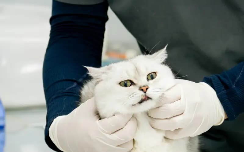Médico veterinario con guantes revisando a un gato blanco